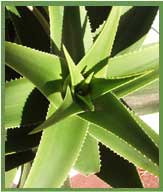 Aloe Vera