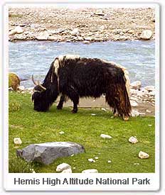 Yak in Hemis High Altitude National Park