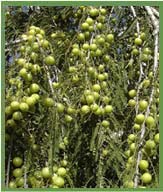 Amla Plant