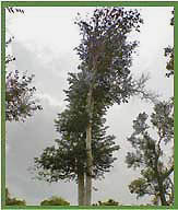 Arjuna Tree