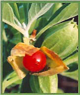 Ashwagandha Plant