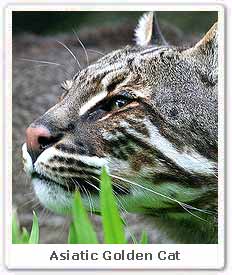 Asiatic Golden Cat 