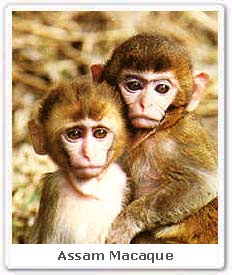 Assam Macaque 