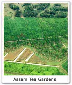 assam tea gardens