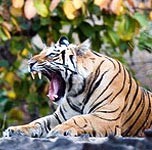 Tiger in Bandhavgarh National Park