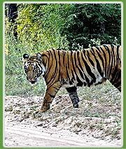 Tiger in Bandhavgarh National Park