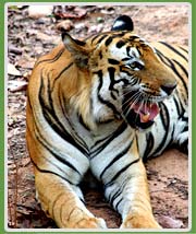 Tiger  in Bandhavgarh 