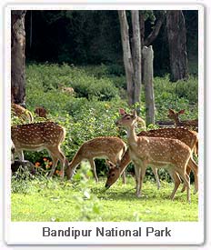 Spotted deers in Bandipur National Park 