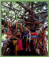 Banyan Tree