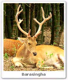 Barasingha