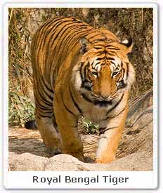 Royal Bengal Tiger 