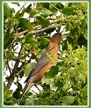 Bharatpur National Park