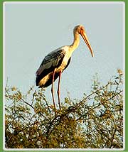 Painted Stork at Bharatpur Bird Sanctuary