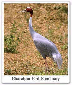 Sorus Crane Grus in Bharatpur Bird Sanctuary 