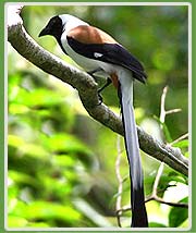 White-bellied Treepie in Periyar