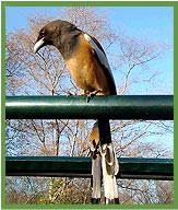 Bird Watching in India