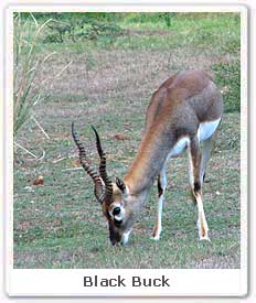 Black Buck 