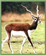 Black Buck