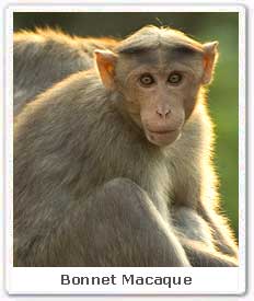 Bonnet Macaque 