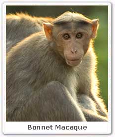 Bonnet Macaque