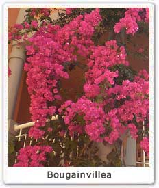 Bougainvillea