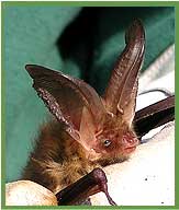 Brown long eared Bat 