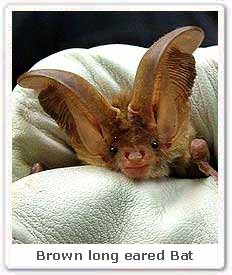 Brown long eared Bat