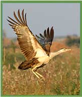 Great Indian Bustard
