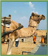 Indian Camel