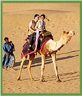 Camel Safari