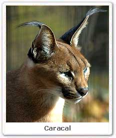 Caracal
