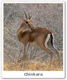 Chinkara