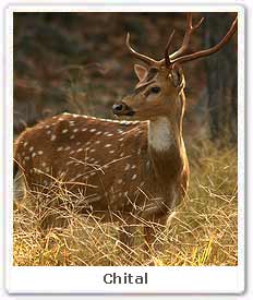 Chital