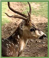 Chital