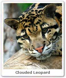 Clouded Leopard 