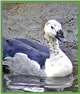 Comb Duck