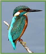 Common Kingfisher