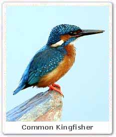 Common Kingfisher