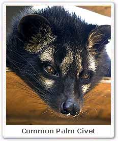 Common Palm Civet