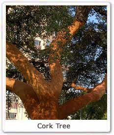 cork tree leaf