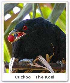 Cuckoo - The Koel 