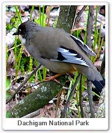 Bird on Dachigam National Park