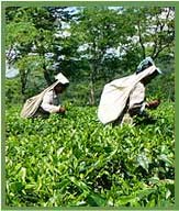 Darjeeling tea gardens 