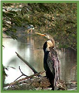 Darter Hang,  Bharatpur National Park Rajasthan