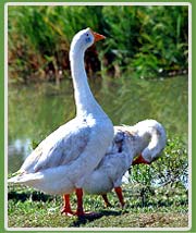 Ducks in Sunderbans