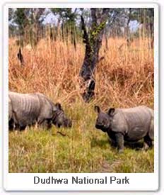 One-horned Rhino at Dudhwa National Park