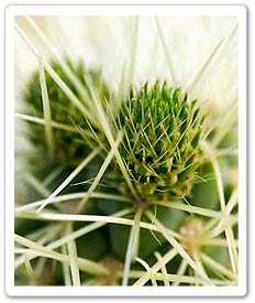 Spines of a Jumping Cholla