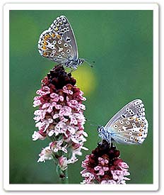 adonis blues on burnt orchid