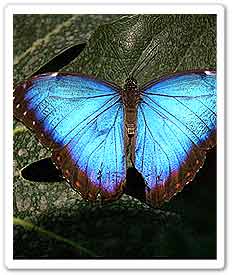 Blue Butterfly 