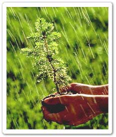 Hands Cupping a Coniferous Seedling